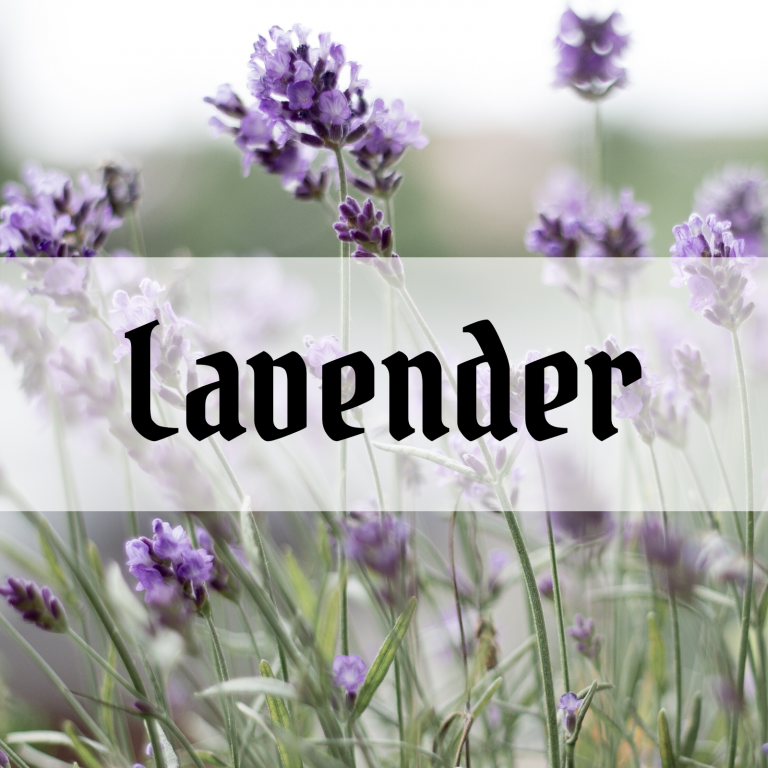 lavender essential oil magic uses and benefits