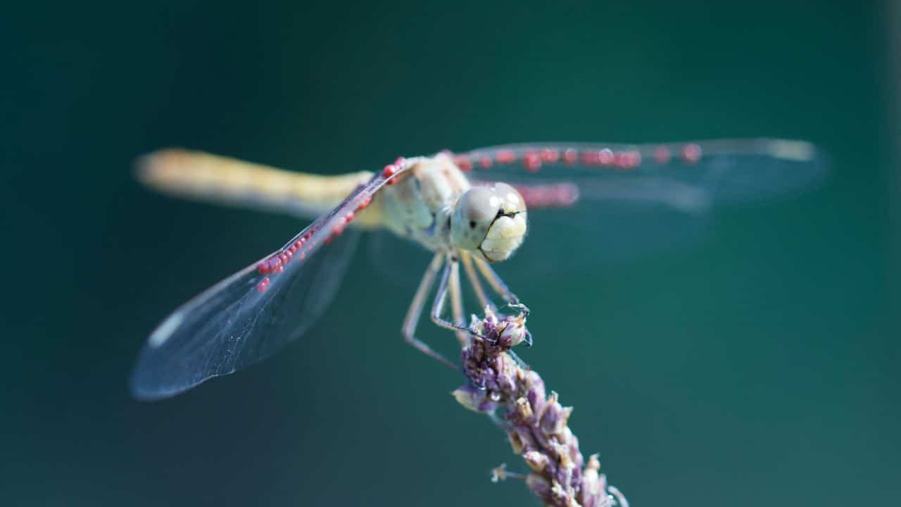 [2023] Dragonfly Meaning Unraveling the Spiritual Messages of this
