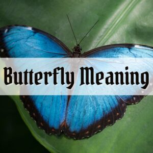 seeing butterfly meaning thumbnail